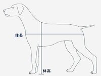 イヌの体高を測る時は どっからどこまで測りますか はじめまして こ Yahoo 知恵袋