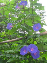 琉球朝顔の蕾がつきません 何故でしょうか 琉球朝顔は短日性植物 Yahoo 知恵袋