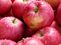 りんごは英語でアップルですよね けど実際に外人がアップルと発音することはなく Yahoo 知恵袋