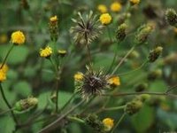 みなさんがよく言う バカ と 言う植物がありますが その植物の本名は何 Yahoo 知恵袋