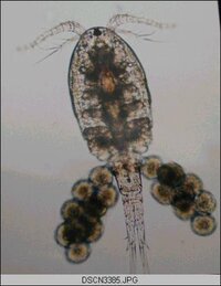 外部フィルターの底にいた この微生物はなんでしょうか メダカ水槽の外 Yahoo 知恵袋