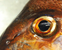 天然真鯛と養殖真鯛の見分け方を教えて下さい 鼻の穴です Yahoo 知恵袋