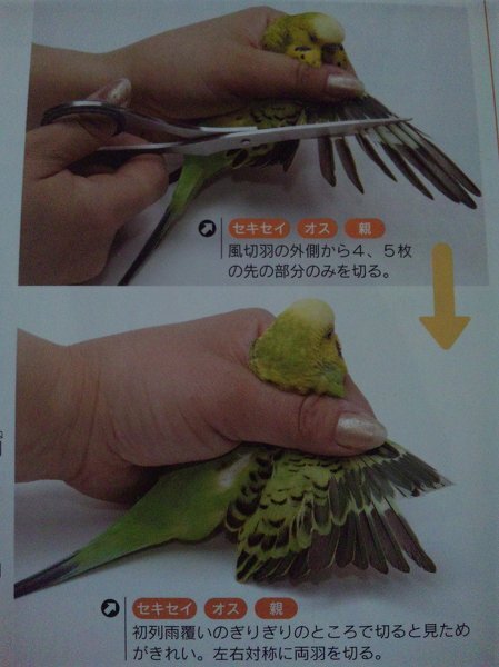 大至急 セキセイインコの羽切りについて うちで飼っているセキ Yahoo 知恵袋