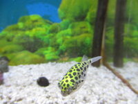 緑フグについて 熱帯魚ショップで緑フグを買ってきました店で完全 Yahoo 知恵袋