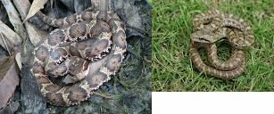 このヘビはマムシですか アオダイショウですか 先ほど庭で捕まえ Yahoo 知恵袋