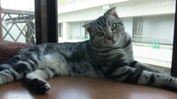 猫の気持ち猫がしっぽを背中にくっつくぐらいに立てて擦り寄ってく Yahoo 知恵袋