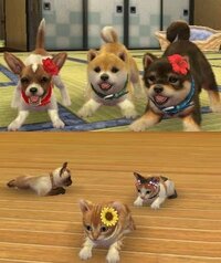 Nintendogs Catsについてnintendogs Catsの平均中古 Yahoo 知恵袋