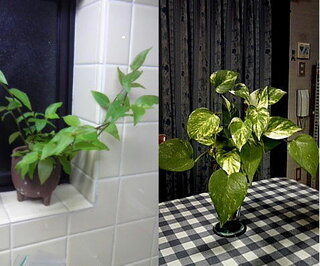 植物の水差し 水挿し について質問です 私は水挿しで気楽に植物を増や Yahoo 知恵袋