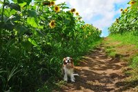 犬の無駄吠えについて 今日家のポストにお宅の犬の鳴き声がうるさいと手紙が入って Yahoo 知恵袋