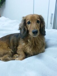 やっぱどの犬見ても愛犬が一番可愛いと思いませんか 自分 Yahoo 知恵袋