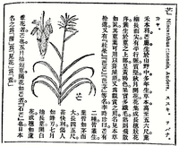 ススキについて 芒 薄 の文字を遣いますが 使い分けはありますか Yahoo 知恵袋
