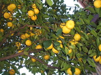 庭に柚子 かぼす すだちのどれかを植えたいです 初心者でも育てやすく Yahoo 知恵袋