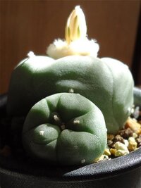 サボテン 烏羽玉がしぼんできました 水をあまりあげてなかったのと 日 Yahoo 知恵袋