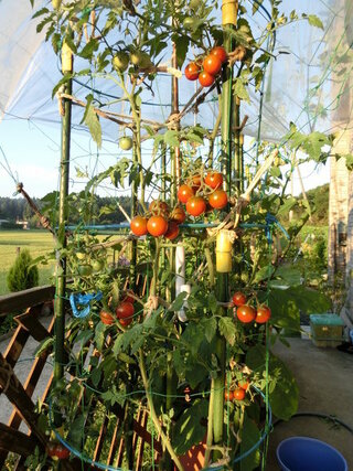 トマトを栽培してるのですが 花が咲きません もう３ヶ月経ちます 種蒔き Yahoo 知恵袋