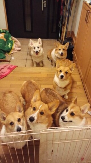 あなたは携帯の待ち受け画面に愛犬の画像にしていますか たまに家族の画像 Yahoo 知恵袋