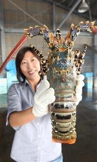 水族館に大きい伊勢海老のようなエビを見たことありますか Yahoo 知恵袋