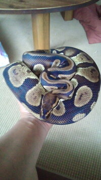 ボールパイソンの餌代は月何円くらいですか どのくらいあけで餌をやればいいですか Yahoo 知恵袋