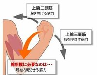 腕相撲で一番重要な筋肉はどこですか 腕橈骨筋と前腕屈筋 Yahoo 知恵袋