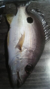 浜名湖で釣れた魚の名前が分かりません 新居海釣り公園でサビキを Yahoo 知恵袋