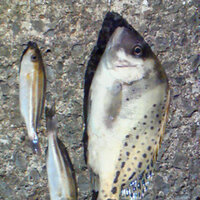 浜名湖で釣れた魚の名前が分かりません 新居海釣り公園でサビキを Yahoo 知恵袋