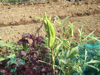 オクラ種取り オクラを地植えして栽培しています シーズン終わり Yahoo 知恵袋