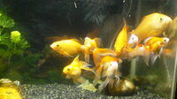 どじょうと金魚を一緒に混泳しても大丈夫ですか あとどじょうを飼うのに砂 Yahoo 知恵袋