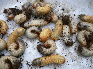 最高のコレクション プランター 土 虫 誕生 日 ライン 友達