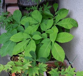 栃の実を拾ってきて植木鉢に植えてみたところ 翌春に新芽が出てきました Yahoo 知恵袋