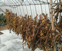 枝豆から大豆をとるには 今 来年の枝豆用の種 大豆 にするために 畑に何本か植 Yahoo 知恵袋