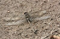 トンボは何を食べるのですか 飼うのは難しいですか 先の回答者の Yahoo 知恵袋