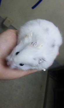 柄違いのゴールデンハムスターの繁殖について現在我が家には７ヶ月のダ Yahoo 知恵袋