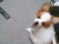 共働きで室内犬を飼っている方に質問です ２年後くらいにわんちゃんを飼お Yahoo 知恵袋