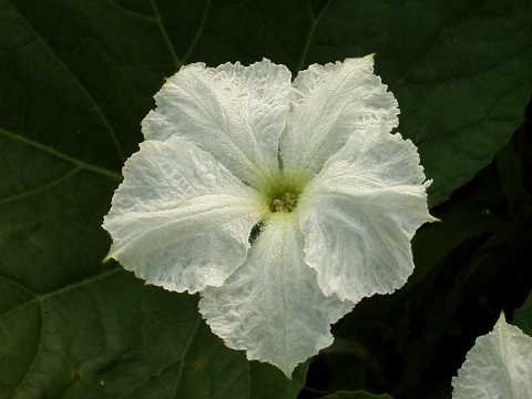 アサガオ ヒルガオ ユウガオ ここまでは知っていましたが ヨルガオ っ Yahoo 知恵袋