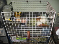 モルモットに手作りケージが作りたいです 作り方を知っている方教えてください Yahoo 知恵袋