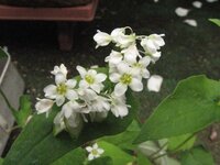 蕎麦の花は臭いのですか 白い花や赤い花もあるらしいですが においが Yahoo 知恵袋