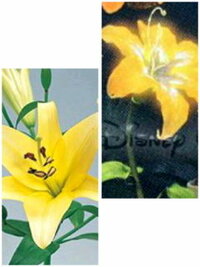 ディズニーの 塔の上のラプンツェル の魔法の花について質問です 植物に詳し Yahoo 知恵袋