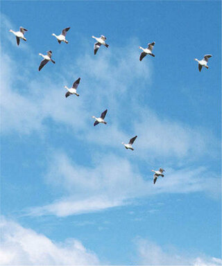 夜に集団で飛ぶ鳥っていますか 22時頃 空を集団で飛ぶ白いもの 光った Yahoo 知恵袋