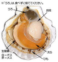 ホタテ貝の殻には魚でいうとえらみたいな部分がありますが あれはな Yahoo 知恵袋