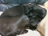 イヌって寝ている時に いびきをかくことはありますか 犬も Yahoo 知恵袋