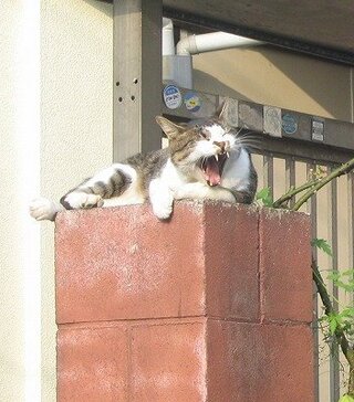 夜暴れる猫について マンション飼いの2歳のオス猫ですが 夜になると走り回 Yahoo 知恵袋