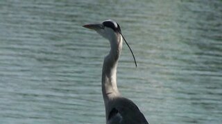 夜中に飛ぶ鳥 つい先程のことです運動不足解消のために Yahoo 知恵袋