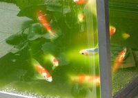 金魚の屋外飼育について現在室内水槽２つで５匹の金魚ちゃんを飼育して Yahoo 知恵袋