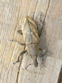 一週間前にゾウムシと思われる虫が部屋で二匹みました 汚れた落ち葉のような色1cm 教えて 住まいの先生 Yahoo 不動産