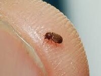 洗濯物に虫がいました これはなんの虫ですか 洗濯物の約１ 四方に3 4匹位全 Yahoo 知恵袋