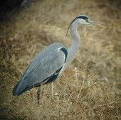 先月の終わりに 灰色のペリカンのような鶴のような鳥を見かけました アオサギよ Yahoo 知恵袋