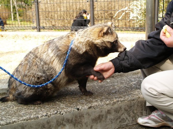 野生のタヌキを飼い慣らすことは出来ますか 先日タヌキが目の Yahoo 知恵袋