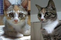 私の飼っている子猫 ４か月 は目が大きくて可愛いんですけど 大 Yahoo 知恵袋