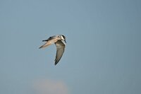 写真が趣味の方で 野鳥とかよく撮影されてる方は ものすごい速さ飛んでる鳥を Yahoo 知恵袋