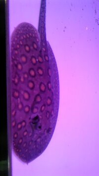 淡水エイに詳しい方150 60 45で飼育出来るエイは何でしょ Yahoo 知恵袋