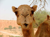 草食動物について質問します ラクダの目は垂れ目系のアーモンドです Yahoo 知恵袋